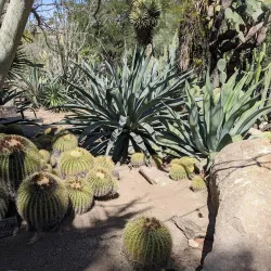 Moorten Botanical Garden - Palm Springs