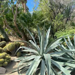 Moorten Botanical Garden - Palm Springs