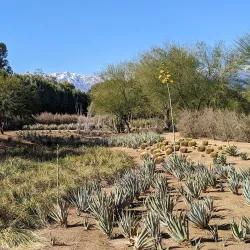 Sunnylands Center & Gardens - Palm Springs