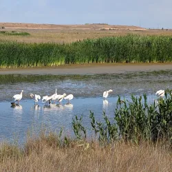 Palo Alto Baylands Nature Preserve - Palo Alto