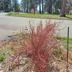 Magalia Community Park - Paradise