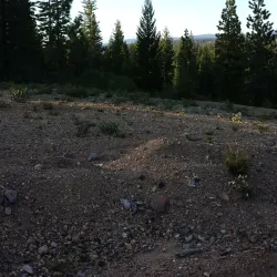 Skyway Drive - Paradise