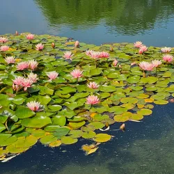 The Huntington Library, Art Museum, and Botanical Gardens - Pasadena