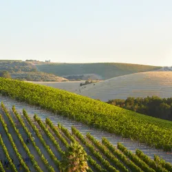 Paso Robles Wine Country - Paso Robles