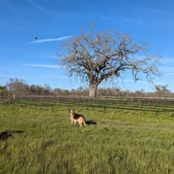 Laguna de Santa Rosa Preserve - Petaluma