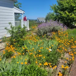 Laguna de Santa Rosa Preserve - Petaluma