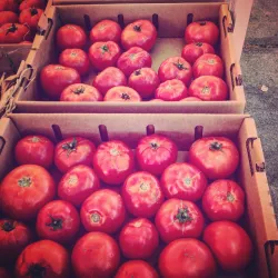 Petaluma Farmers Market - Petaluma