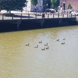 Petaluma River - Petaluma