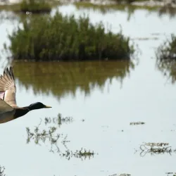 Shollenberger Park - Petaluma