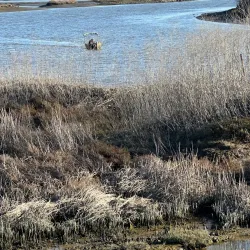 Shollenberger Park - Petaluma