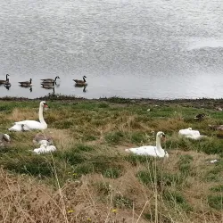 Shollenberger Park - Petaluma