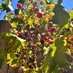 Contra Costa Canal Trail - Pleasant Hill