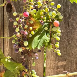 Contra Costa Canal Trail - Pleasant Hill