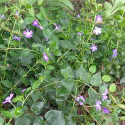 Iron Horse Regional Trail - Pleasant Hill