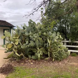 Alviso Adobe Community Park - Pleasanton