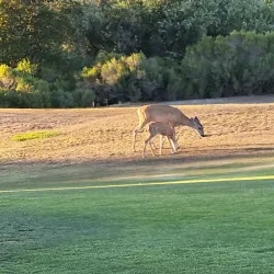 Callippe Preserve Golf Course - Pleasanton