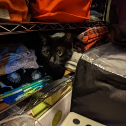 Downtown Pleasanton - Pleasanton