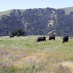 Pleasanton Ridge Regional Park - Pleasanton