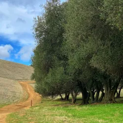 Pleasanton Ridge Regional Park - Pleasanton