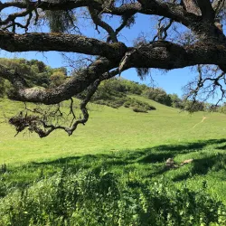 Pleasanton Ridge Regional Park - Pleasanton