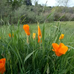 Shadow Cliffs Regional Recreation Area - Pleasanton