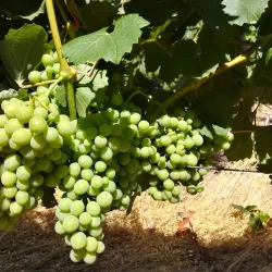 Wente Vineyards - Pleasanton