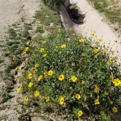 Aliso Canyon Park - Porter Ranch