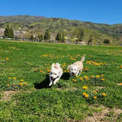 Porter Ranch Community Center - Porter Ranch