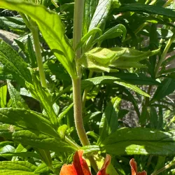 Santa Susana Pass State Historic Park - Porter Ranch