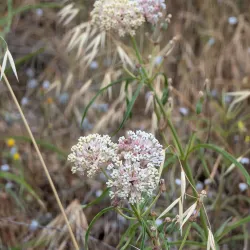 Santa Susana Pass State Historic Park - Porter Ranch