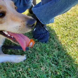 Porterville Skate Park - Porterville