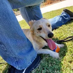 Porterville Skate Park - Porterville