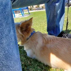 Porterville Skate Park - Porterville