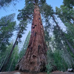 Sequoia National Forest (nearby) - Porterville