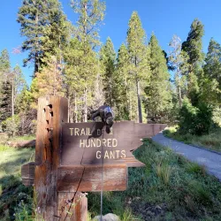 Sequoia National Forest (nearby) - Porterville
