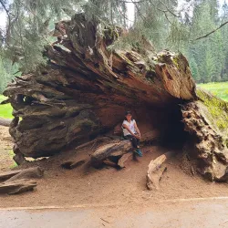 Sequoia National Forest (nearby) - Porterville