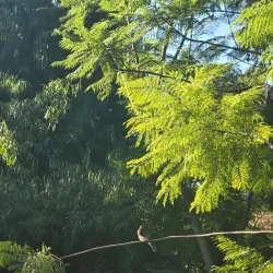 John R. Via Park - Rancho Cucamonga