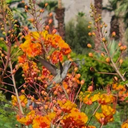 Rancho Mirage Community Park - Rancho Mirage