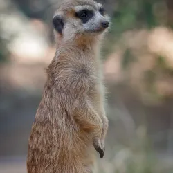 The Living Desert Zoo and Gardens - Rancho Mirage