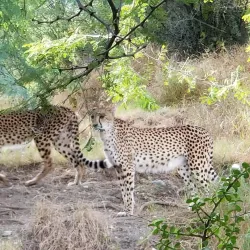 The Living Desert Zoo and Gardens - Rancho Mirage