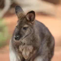 The Living Desert Zoo and Gardens - Rancho Mirage