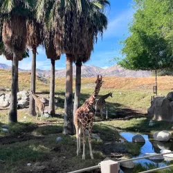 The Living Desert Zoo and Gardens - Rancho Mirage