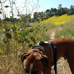 Ernie Howlett Park - Rancho Palos Verdes