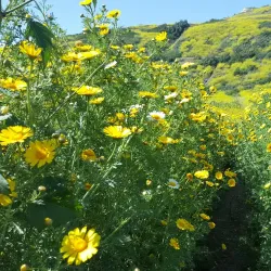 Ocean Trails Golf Course - Rancho Palos Verdes
