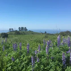 Portuguese Bend Reserve - Rancho Palos Verdes