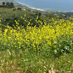 Portuguese Bend Reserve - Rancho Palos Verdes