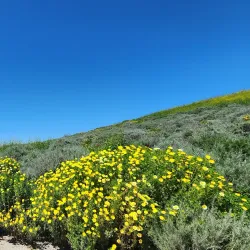 White Point Nature Preserve - Rancho Palos Verdes