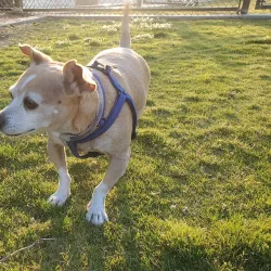 Rancho Santa Margarita Dog Park - Rancho Santa Margarita