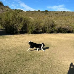 Rancho Santa Margarita Dog Park - Rancho Santa Margarita