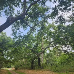 Rancho Santa Margarita Dog Park - Rancho Santa Margarita